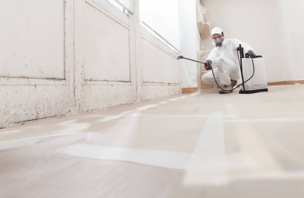 24/7 Emergency Basement Mold Remediation experts in Millwood, VA