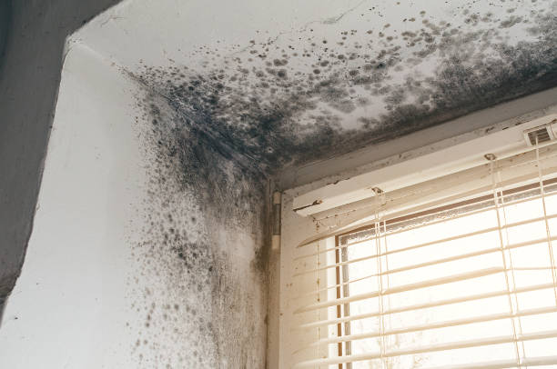 Affordable Mold Remediation solutions in Millwood, VA