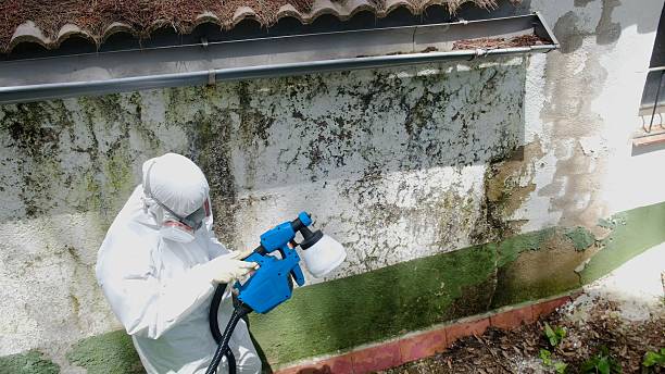 Trusted Basement Mold Remediation service in Millwood, VA - Cheap Mold Removal